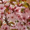 Prunus nipponica 'Kurilensis'